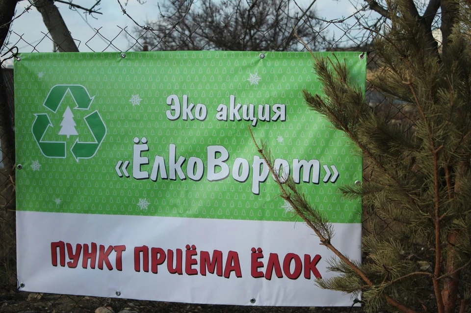 В Севастополе планируют открыть восемь пунктов приема деревьев. Фото: ВК Елковорот 2023 Севастополь