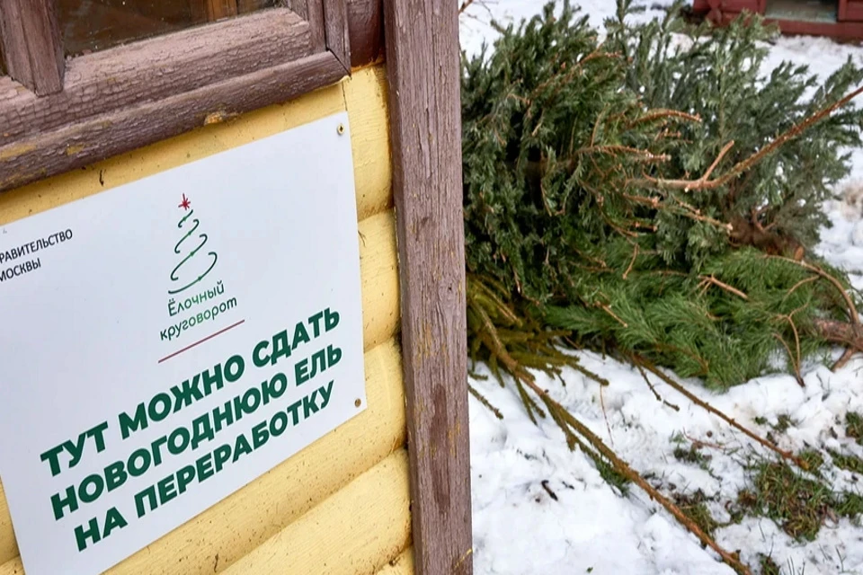 В Москве в рамках акции «Елочный круговорот» елки, пихты и сосны будут принимать на переработку до конца февраля. Фото: М. Денисова. Mos.ru