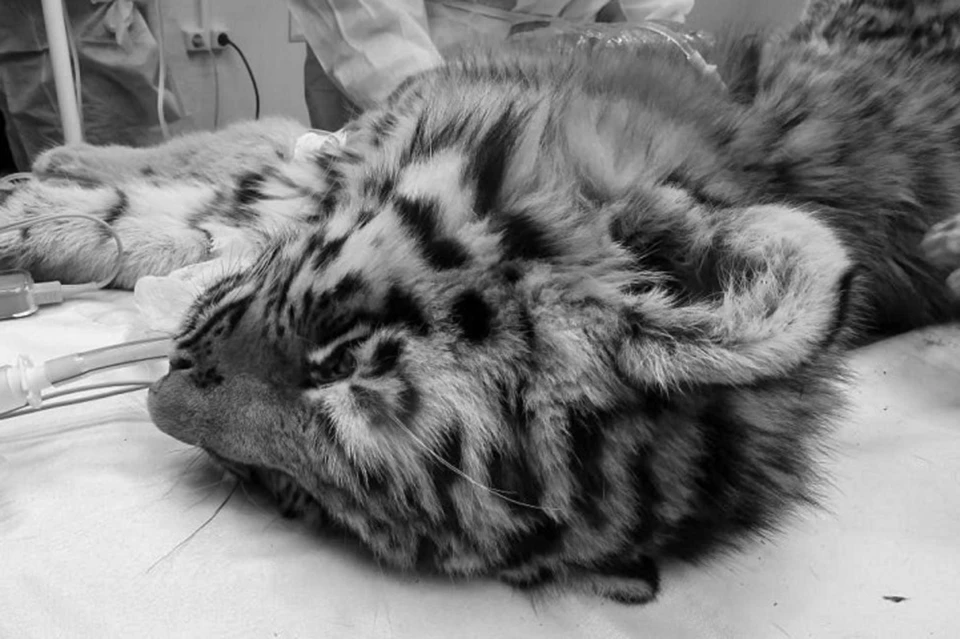 Тигрица была слишком слаба, и операцию бы не перенесла Фото: Центр "Амурский тигр"