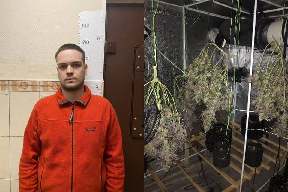 Полиция нашла плантацию конопли в двухкомнатной квартире в Красном Селе / Фото: ГУ МВД по СПб и ЛО