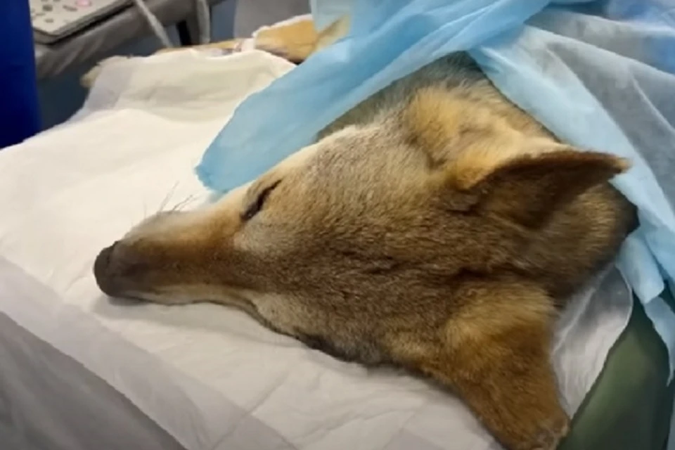 Херсонскую волчицу полностью обследовали в Крыму. Фото: скриншот из видео/Блог Олега Зубкова