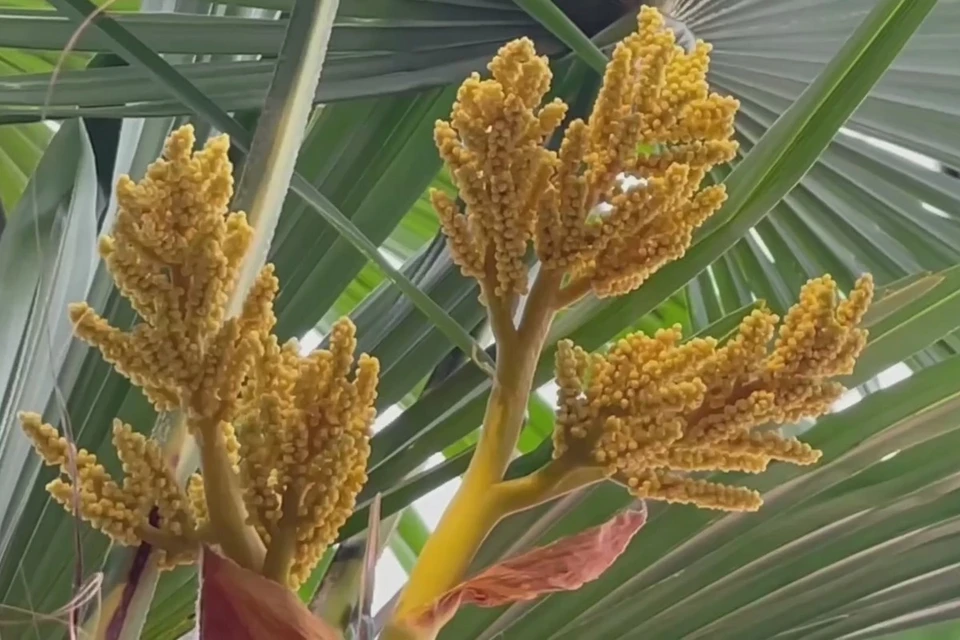 В красноярских теплицах зацветают городские пальмы. Стоп-кадр видео