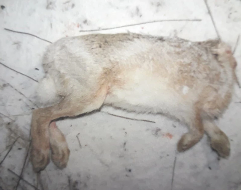 Под Волгоградом браконьеру грозит 2 года тюрьмы за охоту на зайца «из-под фар»