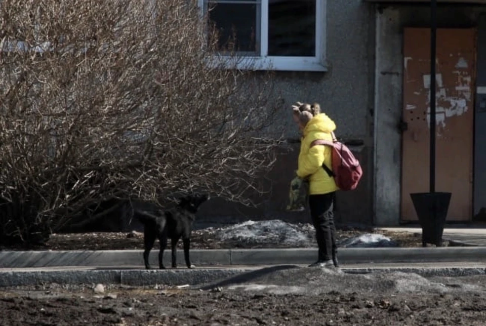 В Смоленске спасли упавшую в коллектор собаку.