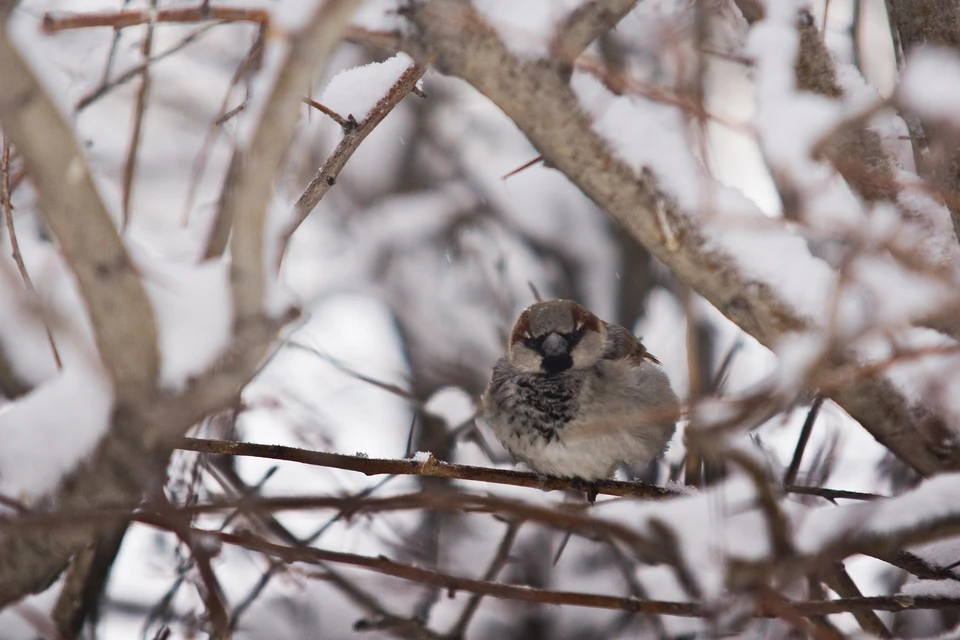 В Свердловской области потеплеет до +2 градусов - KP.RU