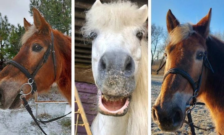 «Кони съели все»: как за девять часов ростовчане спасли от голода 11 лошадей