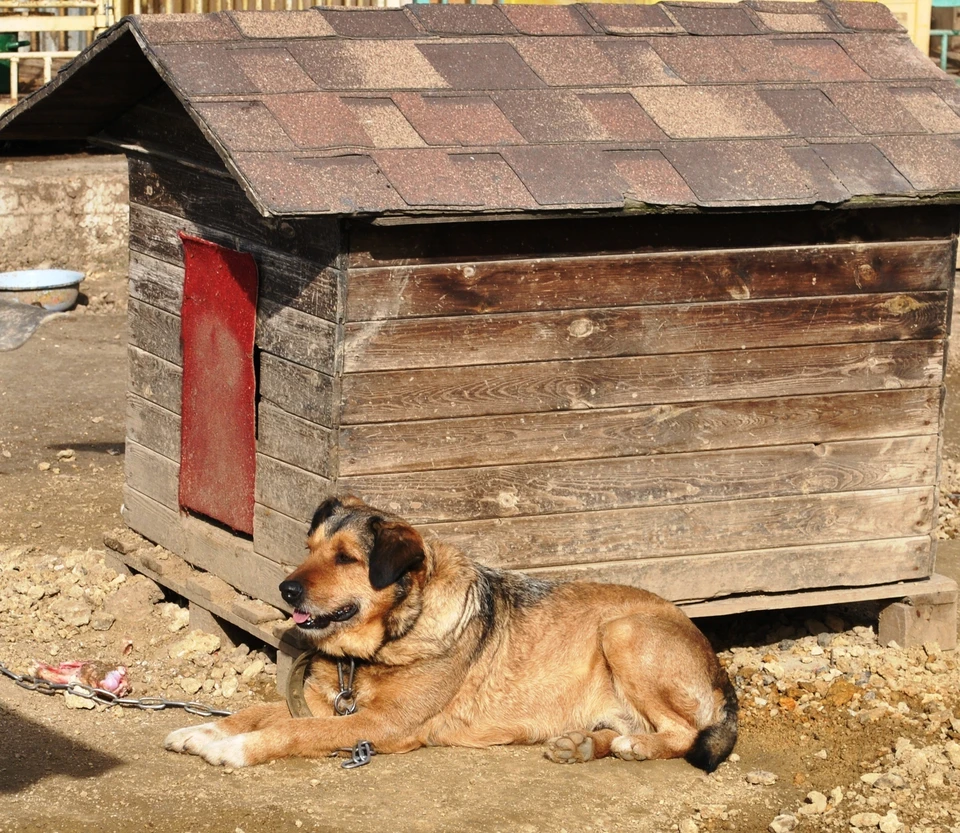 Бездомные животные нуждаются в заботе. Фото: Приют для животных «От сердца к сердцу»/VK