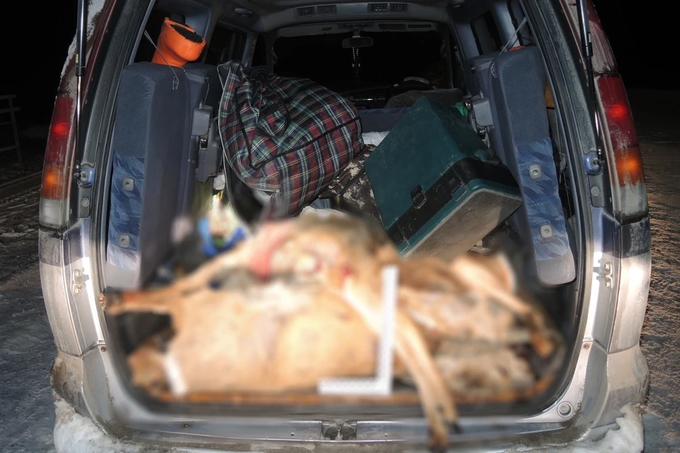 В автомобиле браконьера нашли туши трех косуль. Фото: МО МВД «Большекаменский».