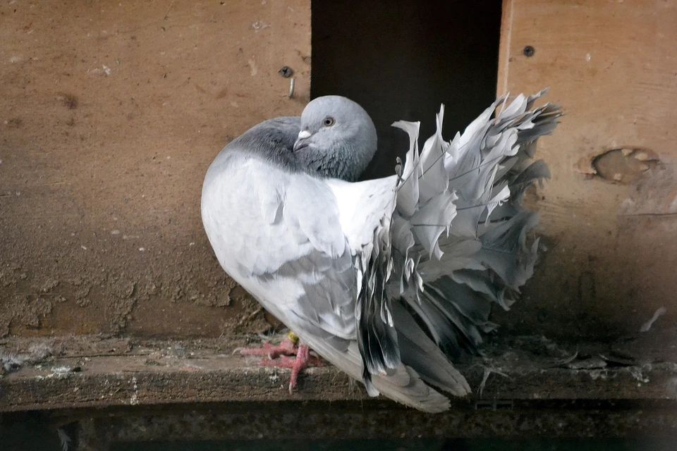 Разгневанные истцы требовали защитить их права как собственников участка и запретить выгул голубей.
