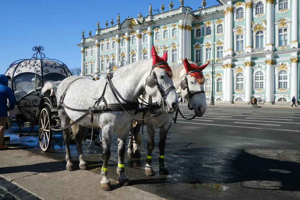 Полиция запретила появляться лошадям на Дворцовой площади из-за уголовного дела