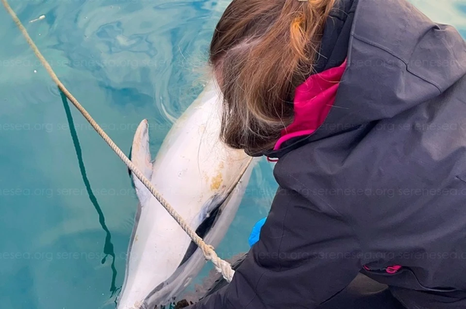 Поиски выброшенных из севастопольского дельфинария афалин ведутся уже три месяца - найти их пока не удалось. Но есть надежда, что животные живы. Фото: Центр реабилитации дельфинов "Безмятежное море"