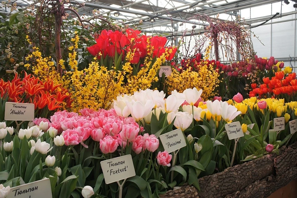 Уже к этим выходным, к 11 февраля в «Аптекарском огороде» зацветут тысячи тюльпанов