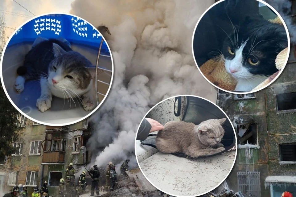 Мяукали из-под завалов: трогательные истории спасения котов, найденных  после взрыва в пятиэтажке в Новосибирске - KP.RU