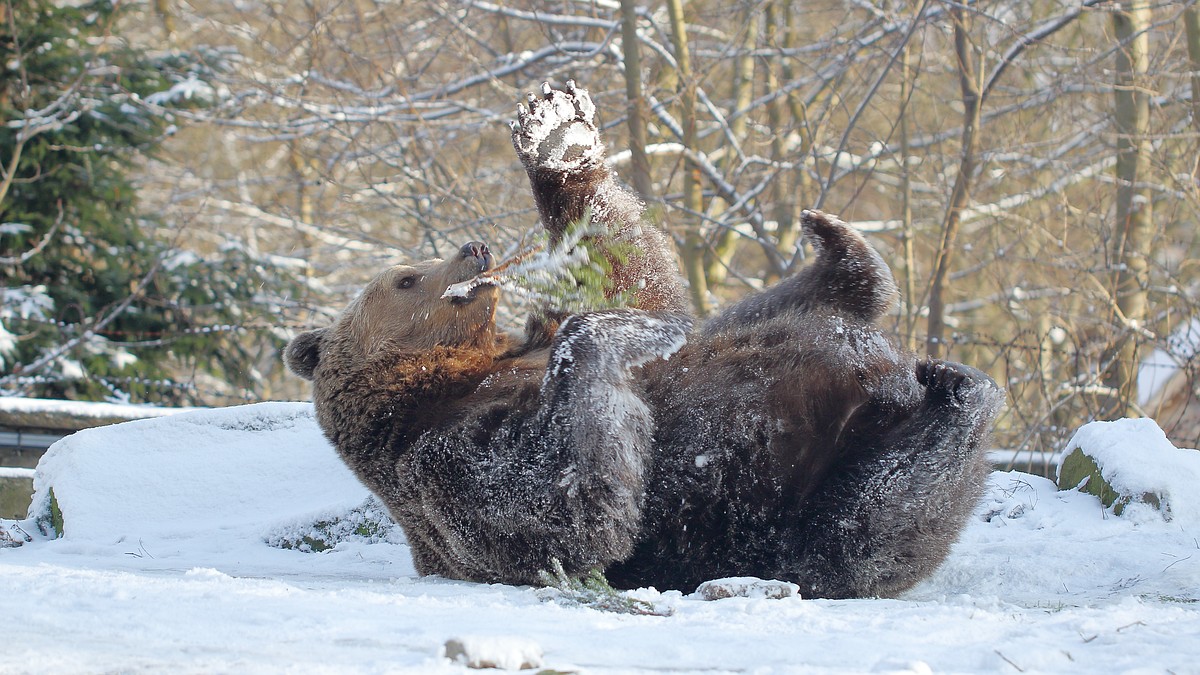 Храпят, как взрослые мужики»: в зоопарке Калининграда рассказали интимные  подробности зимней спячки медведей - KP.RU