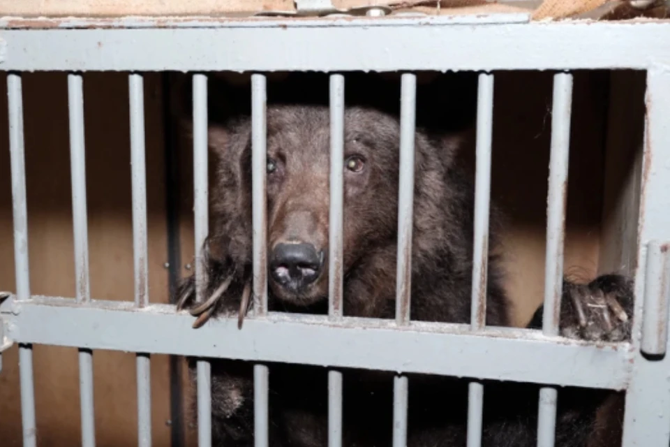 Медведи годами голодают в клетках