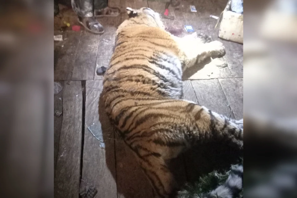 Тигр вломился в зимовье вечером, 12 февраля