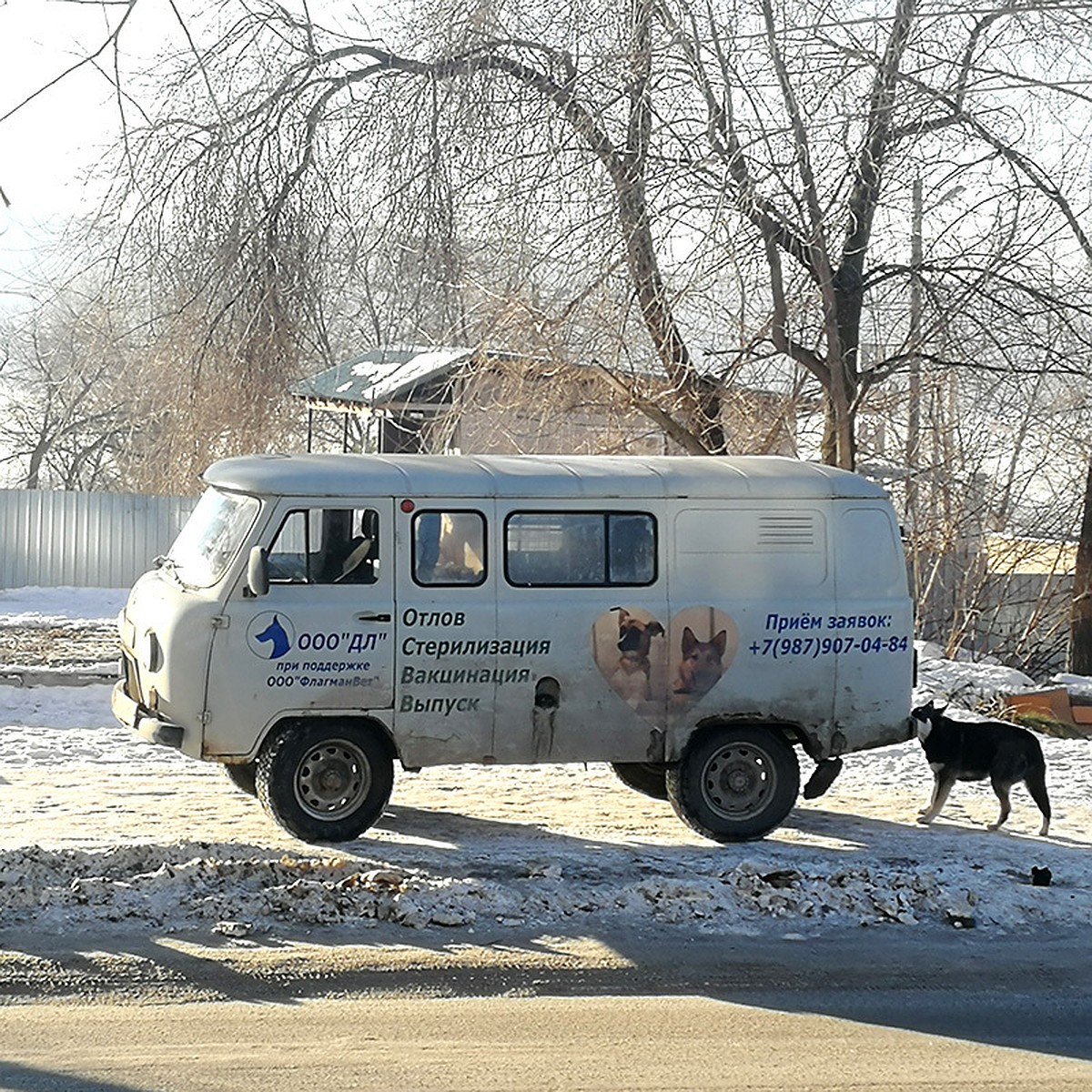 В Самаре стало меньше бродячих собак - KP.RU