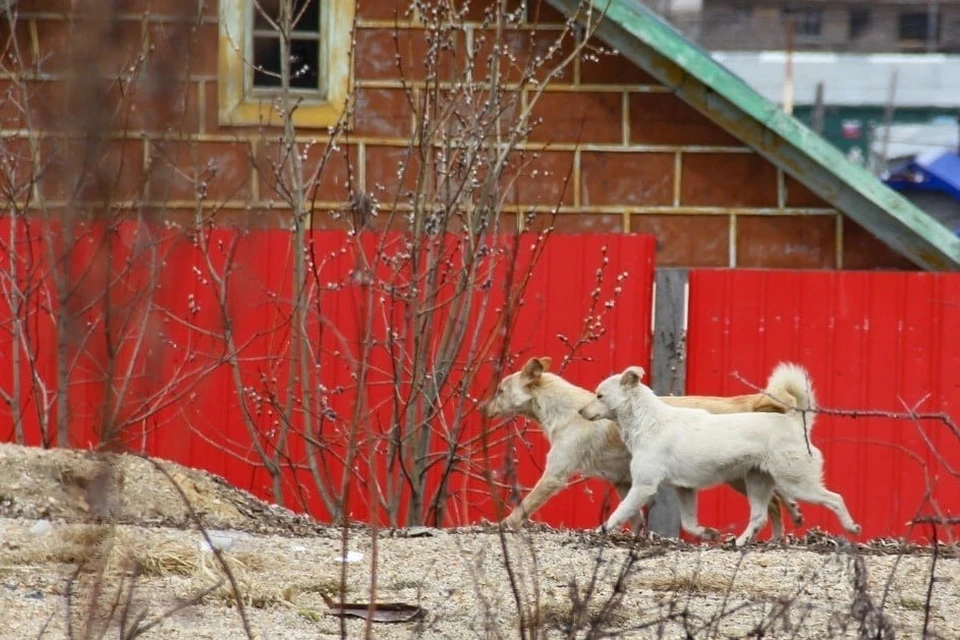 На Сахалине будут бесплатно стерилизовать собак из частного сектора. Фото: администрация Корсаковского района