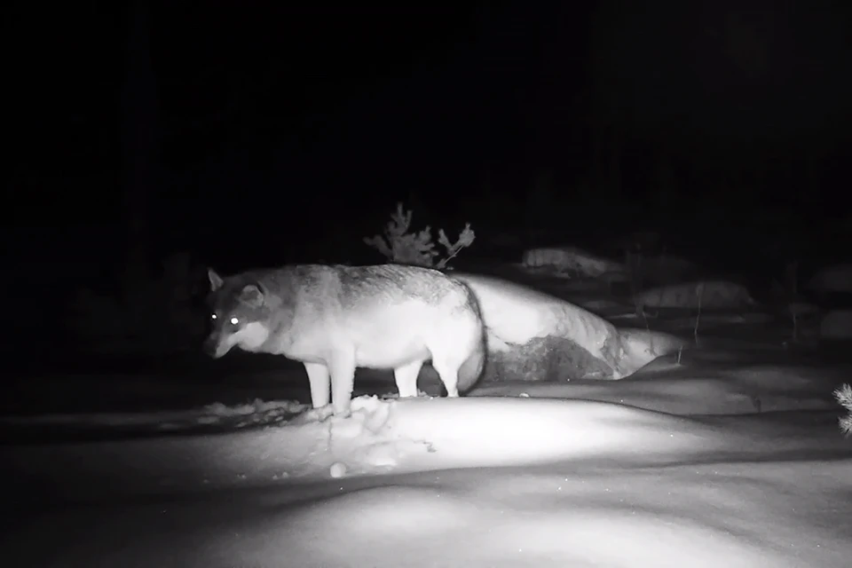 В Кандалакшском заповеднике волк угодил в фотоловушку. Фото: vk.com/clubzapovedkand