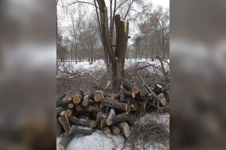 Жители Самары пожаловались на вырубку здоровых деревьев. Фото: Наталья Мироненко