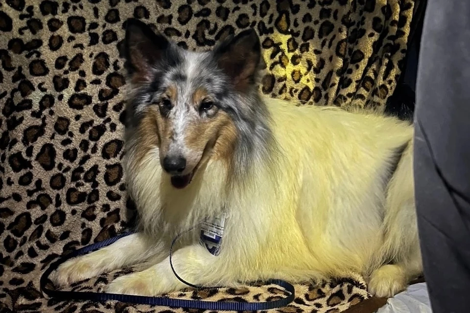 Бывших цирковых собак пристроили в надежные руки. Фото: vk.com/collie_sheltie_sos