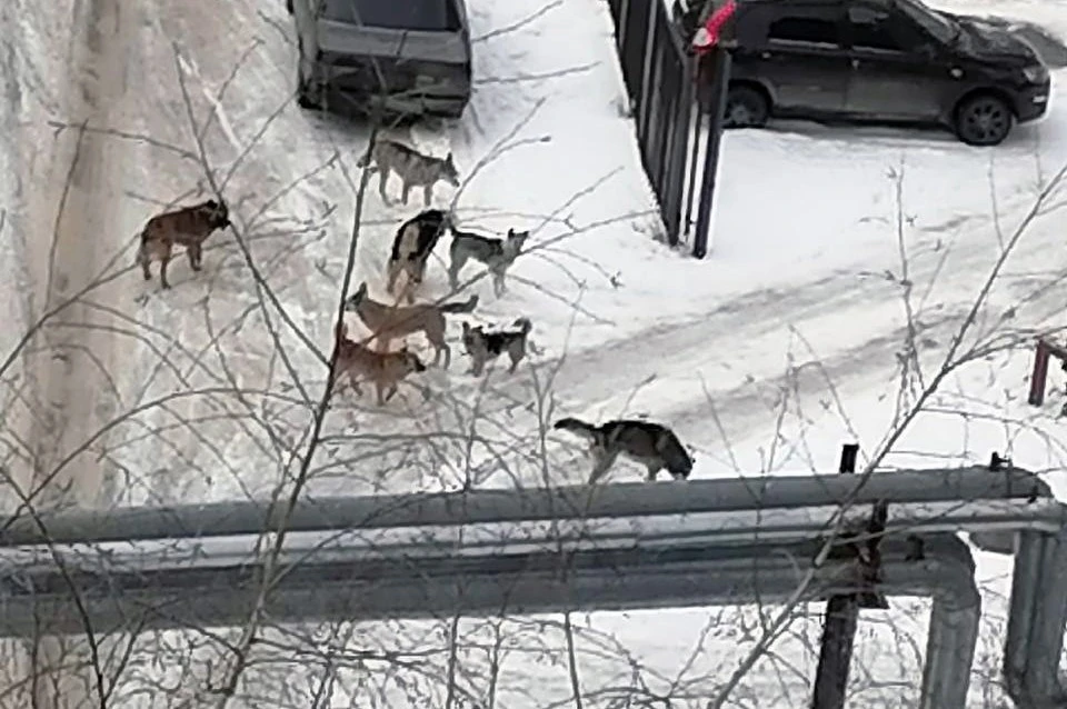 Городской голова отчитался после критики губернатора.