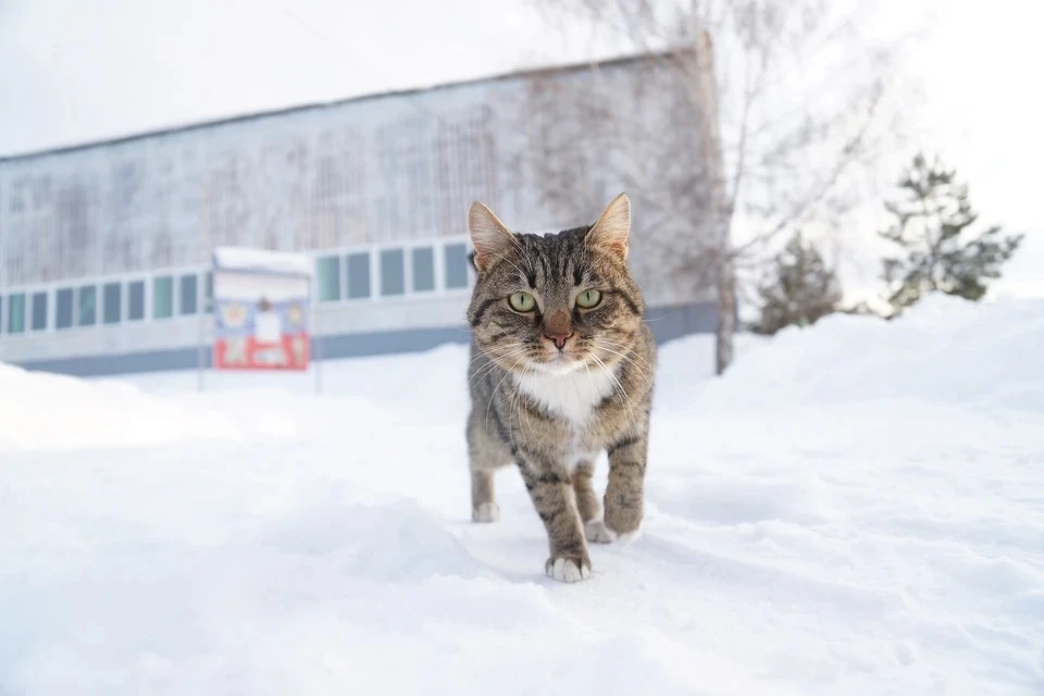 К вечеру 26 февраля в Москве может выпасть еще около 6 сантиметров снега