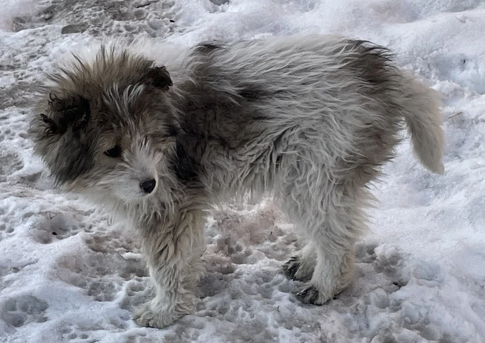Бродячая собака
