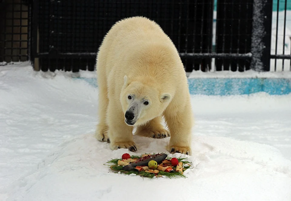 Масленицу и День белого медведя отметили в зоопарке «Лимпопо».