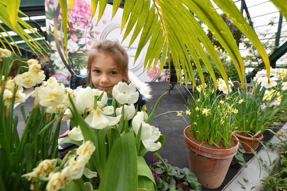 К 8 марта в теплицах Южно-Сахалинска зацвели тюльпаны