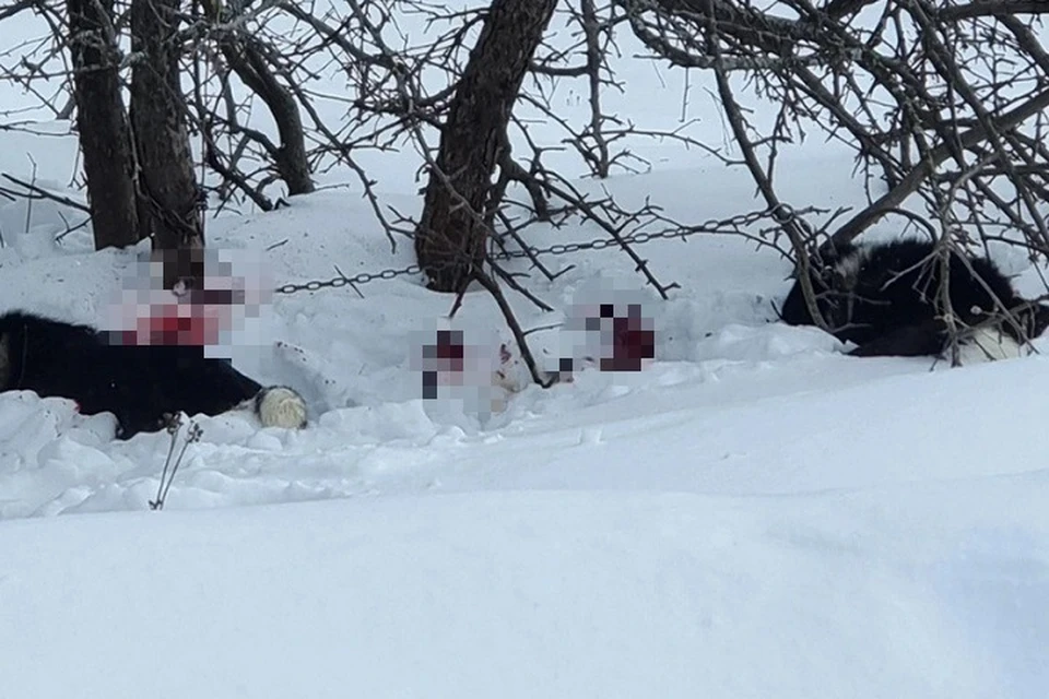 В Костромской области нашли убийцу двух собак.