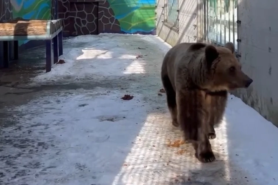 В зоопарке Липецка медведица Маша вышла из зимней спячки к 8 Марта
