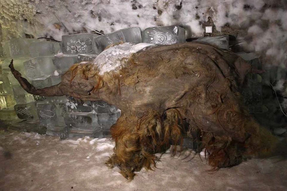Найденный в Якутии мамонтенок Юка. Фото: Валерий ПЛОТНИКОВ