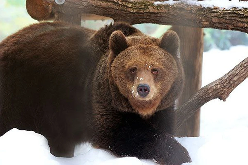 Бурые медведи очнулись от зимней спячки.