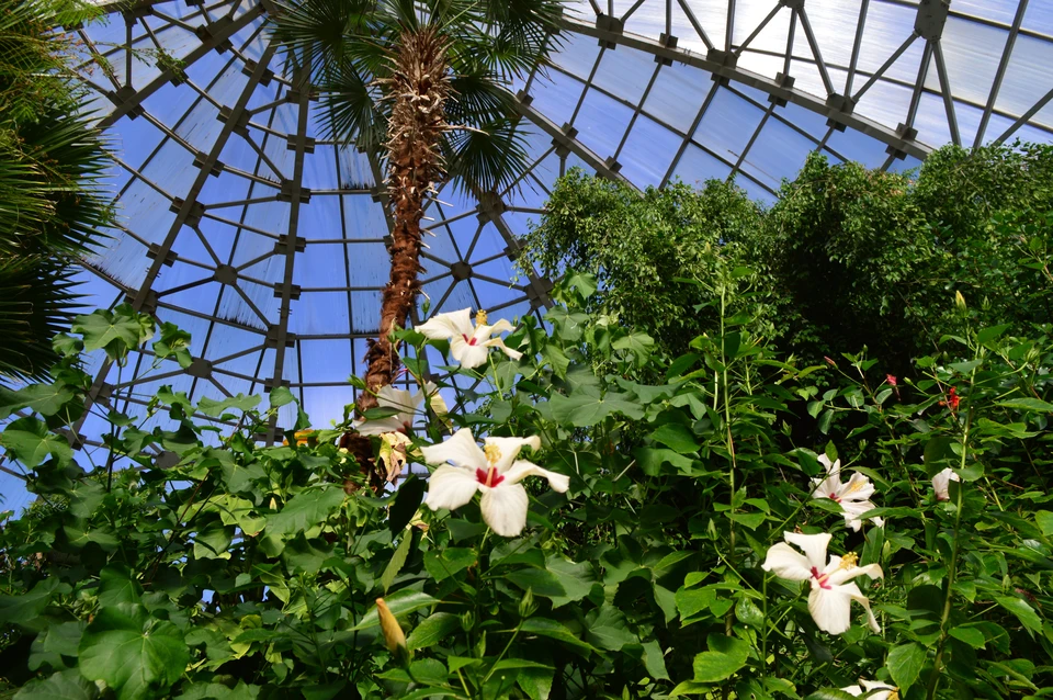 Сейчас под куполом тропического леса радует своим цветением гибискус