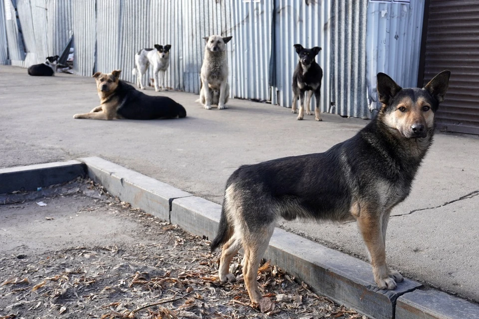 В Новосибирске спасли собаку, провалившуюся в яму на акватории водохранилища.
