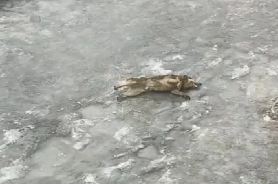 Животное мучалось от боли не могло встать Фото: скриншот из видео