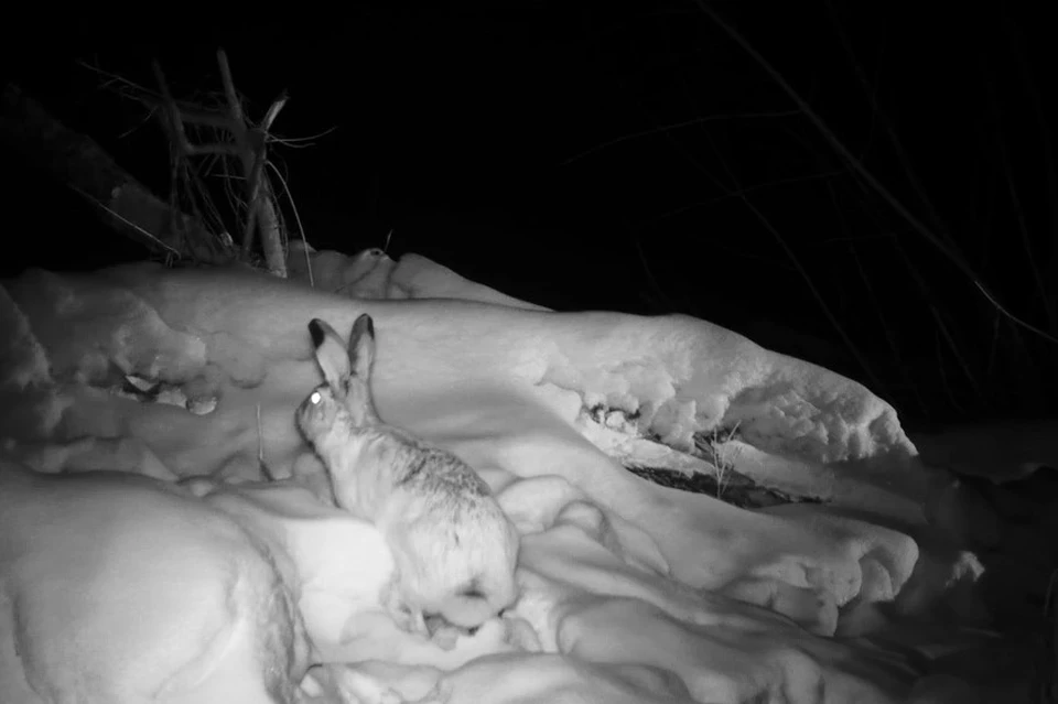 Зайцы могут развивать скорость до 50 километров в час. Фото: национальный парк «Бузулукский бор»