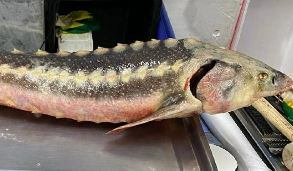 Рыбу изъяли и направили на исследование Фото: пресс-служба УМВД по Краснодару
