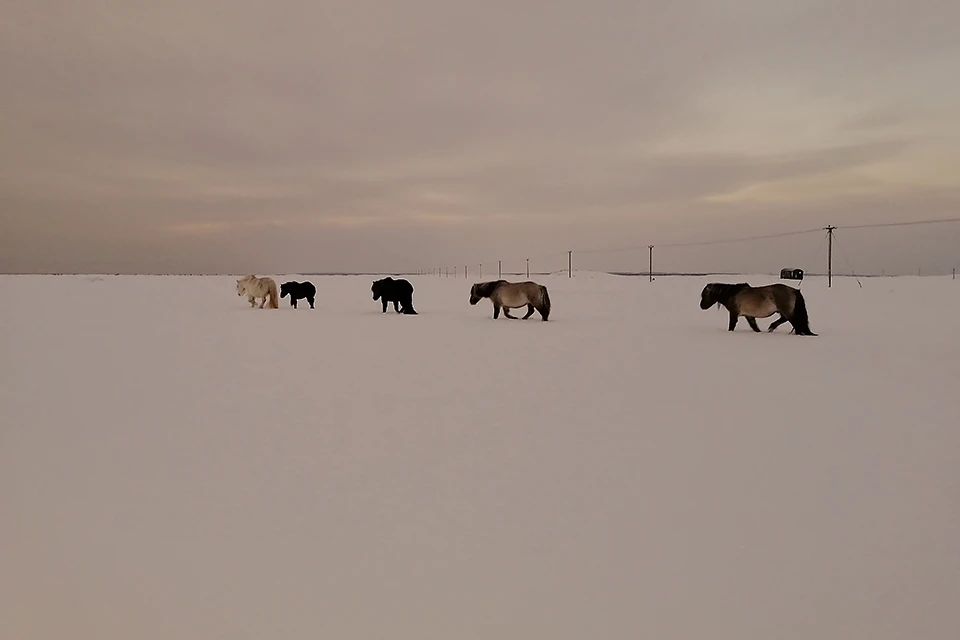В декабре 2022 года из Кузомени в Калужскую область увезли троих жеребцов для участия в экологическом проекте. Фото: vk.com/mustangipomory