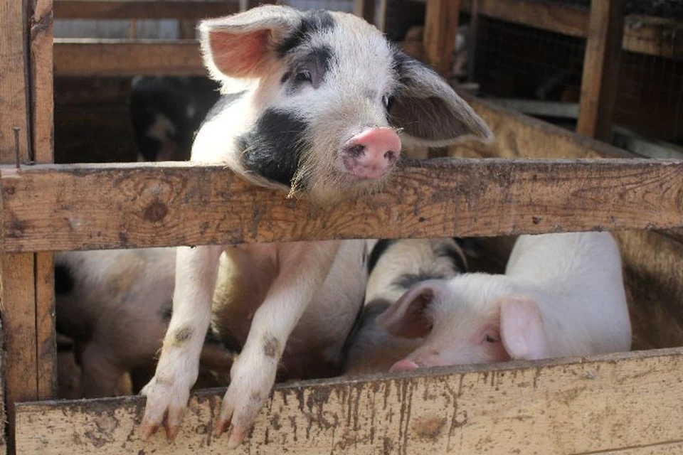 В 2022 году в Ярославской области почти в два раза сократилось количество свиней.