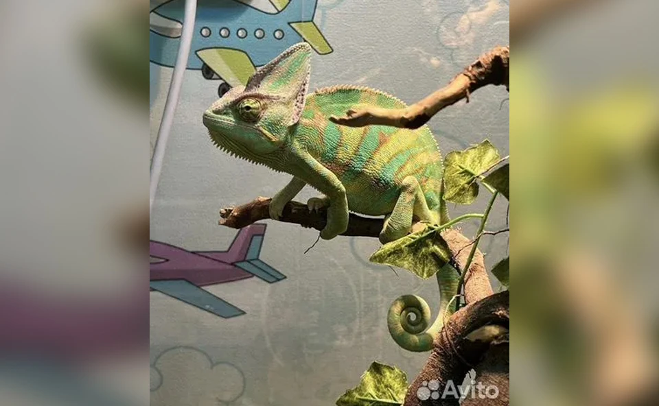 Фото: Avito