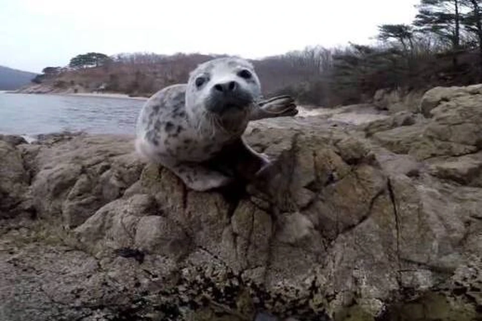 На камнях тюлень ждал, когда приплывет его мама.