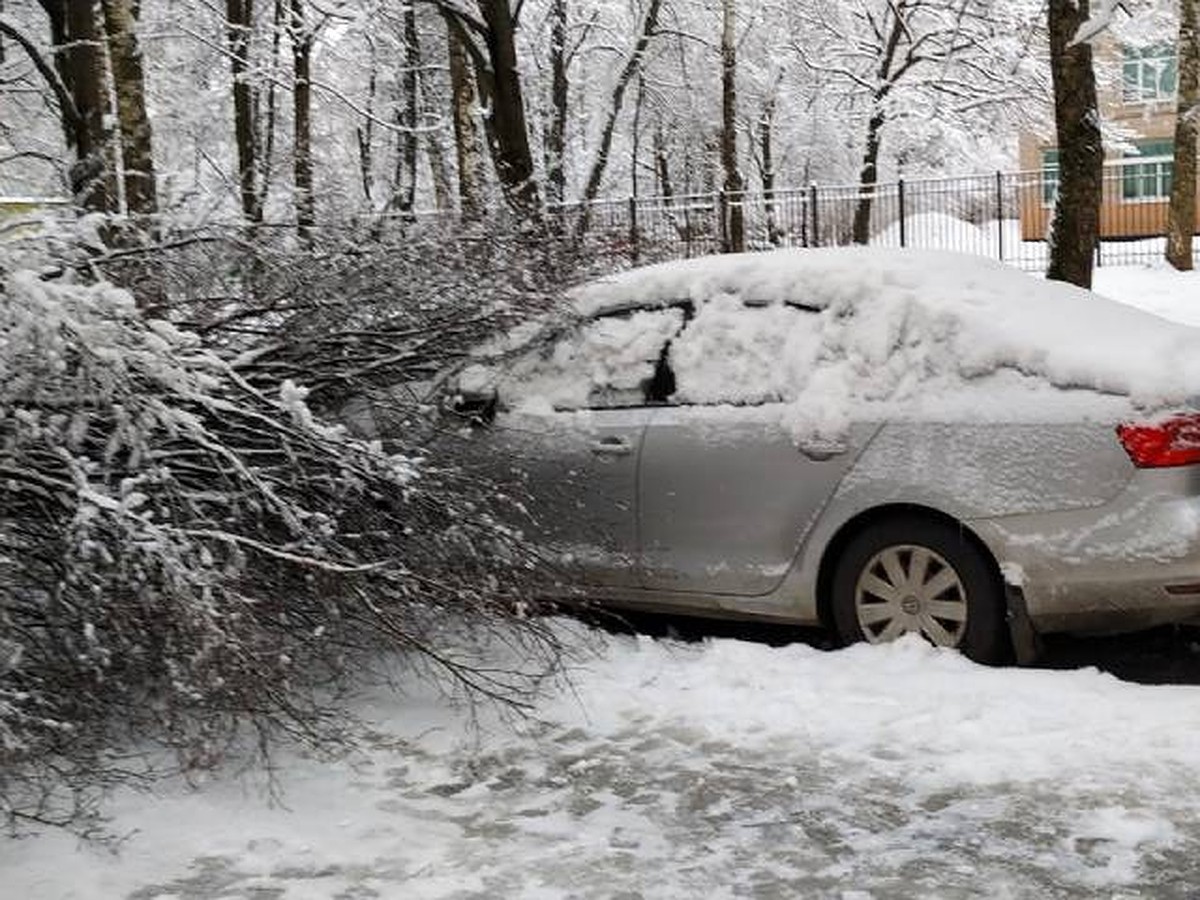 Дерево под тяжестью снега упало на машину на севере Петербурга - KP.RU