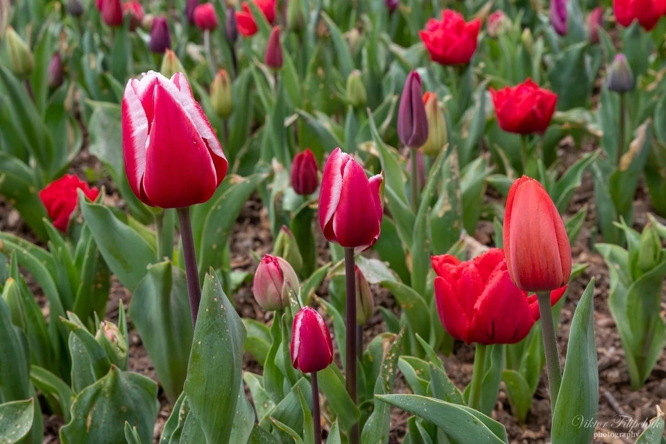 Тюльпаны - красивы и изящны. Фото: Виктор Филипчук/Никитский ботанический сад (НБС-ННЦ РАН)/VK