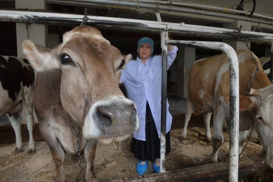 Нижегородские депутаты предложили сделать обязательным оформление документов для перевозки сельскохозяйственных животных.