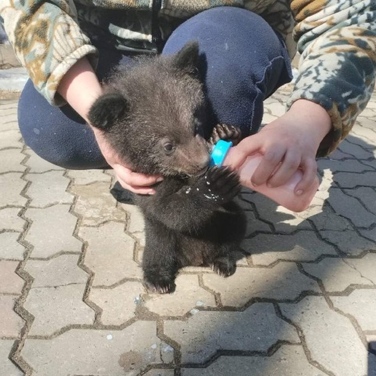 Выдали медведя за щенка: двухмесячного зверя в коробке подкинули к  зооцентру в Комсомольске - KP.RU