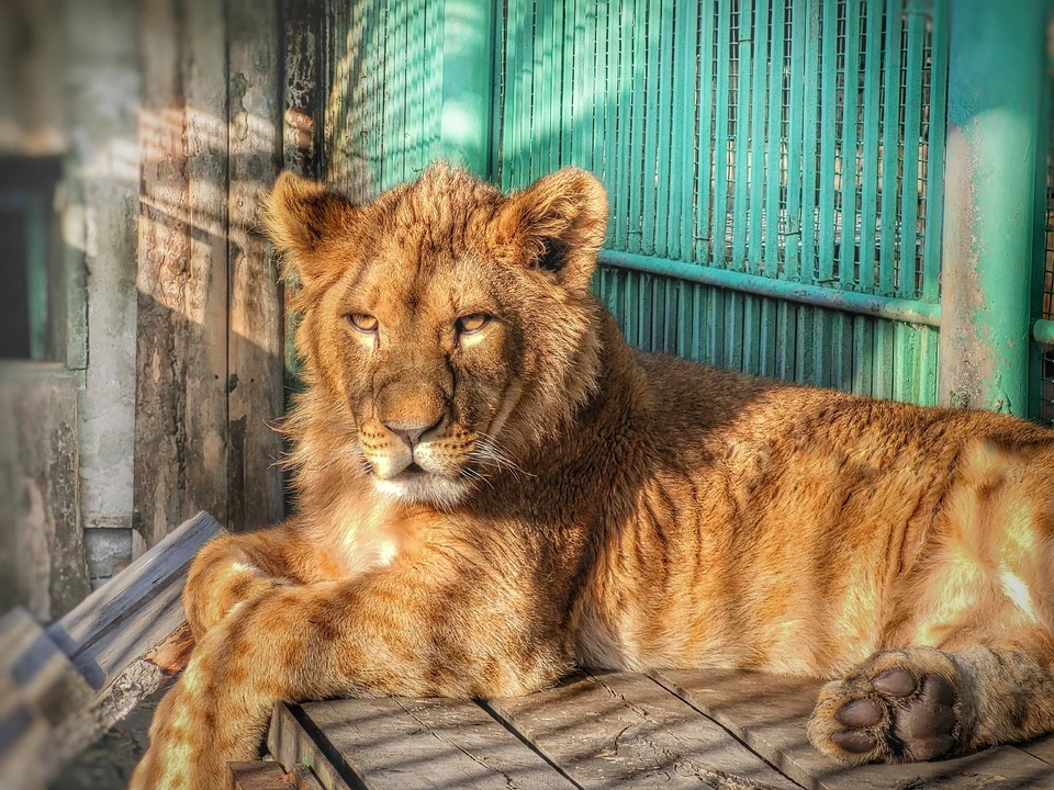 Фото: Большереченский зоопарк