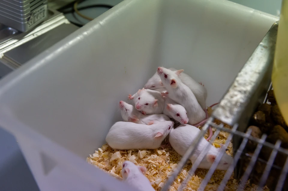 Мужчин Волгоградской области предупредили об опасности хантавируса