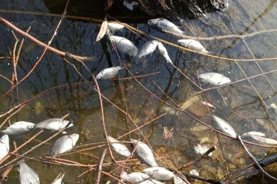 Явление замора в замкнутых водоемах